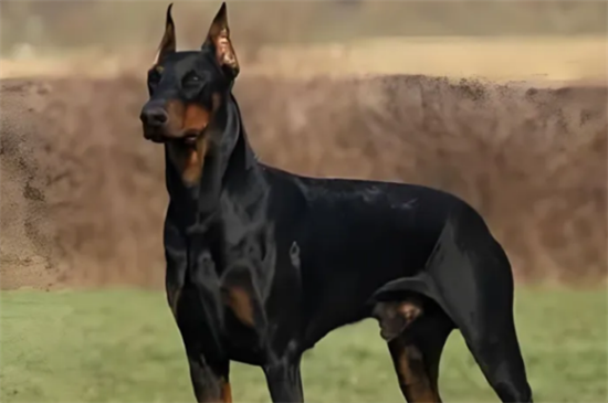 杜宾犬多少钱一只？大概要几千元