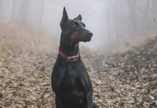 想要立耳必须把杜宾犬耳朵绑起来吗？一文替你解答！