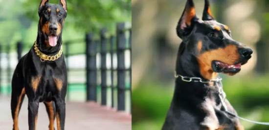 美系杜宾犬VS德系杜宾犬，你更喜欢哪一款？