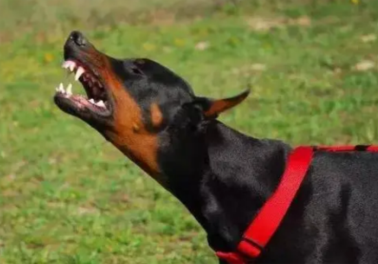 杜宾犬多大开始认主人？想养的人看过来