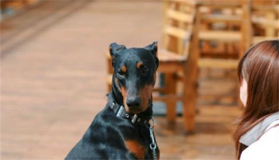 修耳可以提高杜宾犬的听力吗？