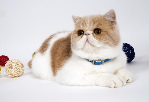 猫异食癖是缺什么