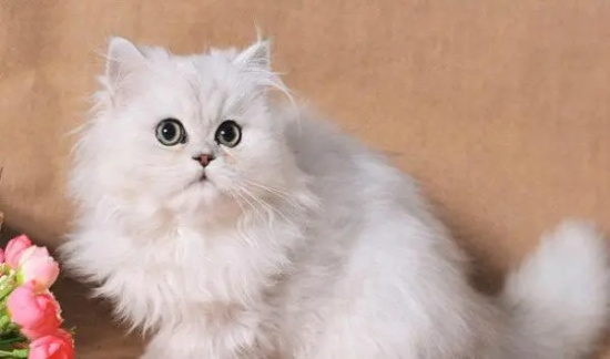 猫咪一天需要喂食几顿饭？