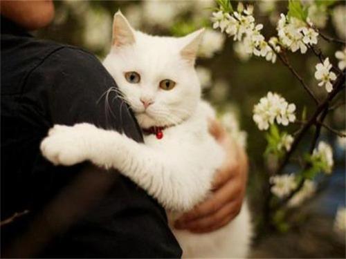 猫掉毛有哪些原因？