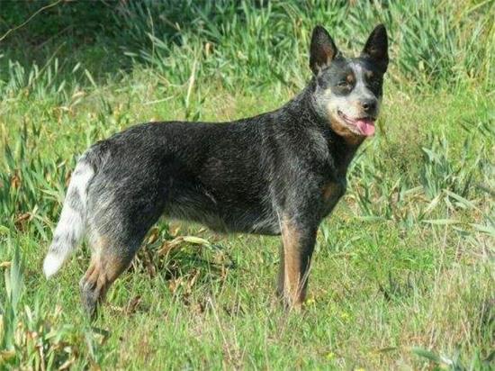 怎么训练澳洲牧羊犬？