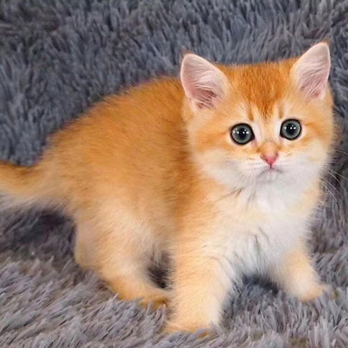 如何看懂猫的肢体语言？