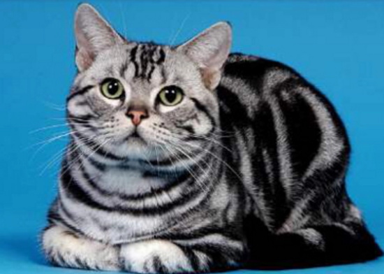 美国短毛猫性格怎么样?