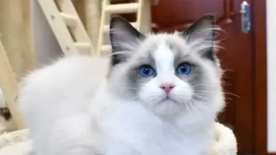 布偶猫背部毛变硬是什么原因