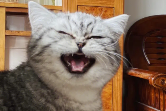 猫咪为什么会得黑下巴?