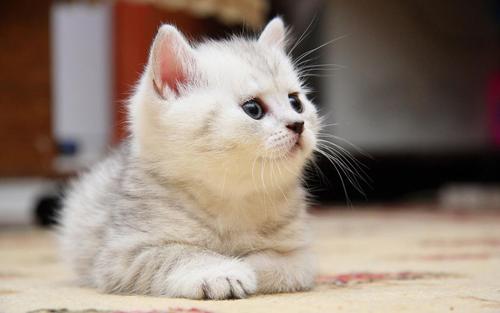 进入发情期的猫咪会有哪些表现?