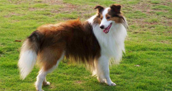 喜乐蒂牧羊犬好养吗？看看这篇文章就知道了