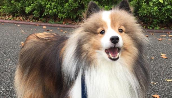 想要饲养喜乐蒂牧羊犬，首先要了解它们优缺点~