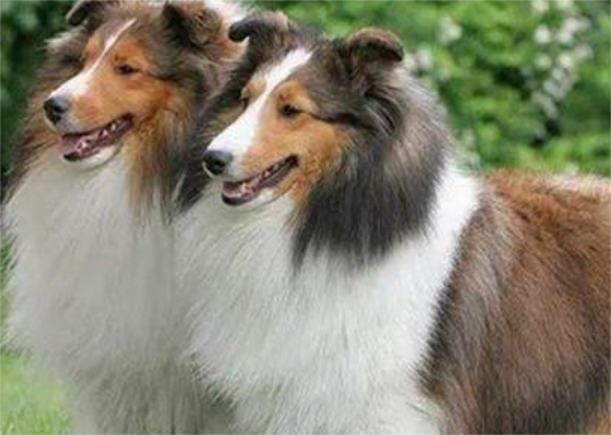 喜乐蒂牧羊犬多少钱