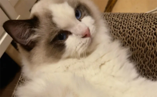 布偶猫打嗝怎么回事？治疗布偶猫打嗝很简单！