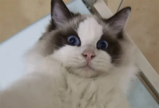 成年布偶猫多少斤？成年布偶猫居然这么重！
