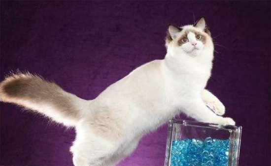 布偶猫有蓝色的吗？蓝色布偶猫原来是这样的！