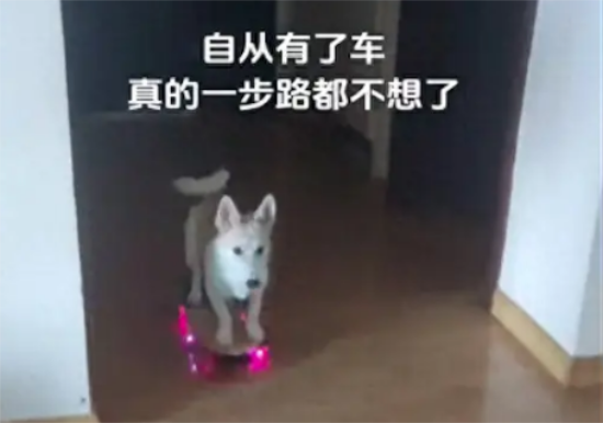 主人自从给狗狗买了滑板车，多近的路它都不愿走了