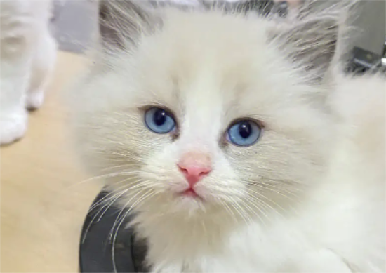 布偶猫耳朵脏，解决布偶猫耳朵脏竟然这么简单！