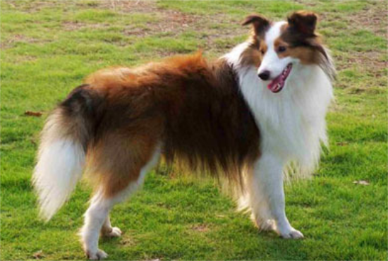 不清楚喜乐蒂犬的毛色？速看这篇文章！