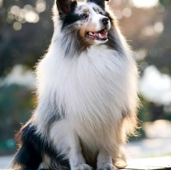  喜乐蒂牧羊犬吃的饭都吐了？你绝对没想到