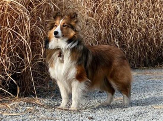 喜乐蒂牧羊犬吃的多吗？此处可以给你答案