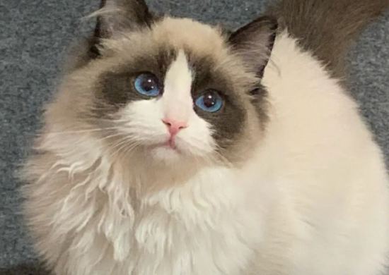 养布偶猫一个月的花费？布偶猫有哪些开支呢？