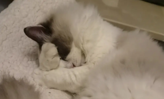 布偶猫黑下巴是怎么回事？引起布偶猫黑下巴的四大原因！