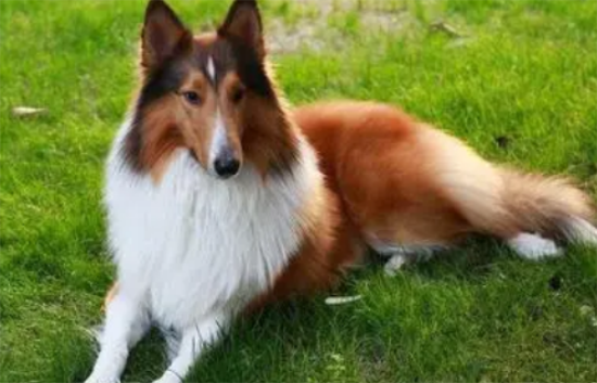 苏牧犬和喜乐蒂的区别