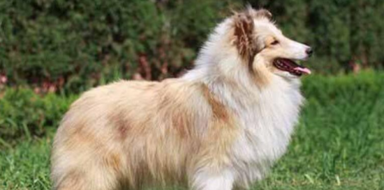 养喜乐蒂牧羊犬注意事项