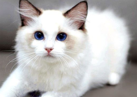 暹罗猫和布偶猫配种，胡乱给猫咪配种后果很严重！