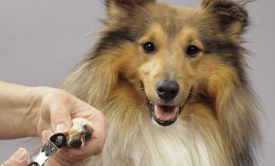 喜乐蒂牧羊犬皮肤病治疗方法，今天来教你！