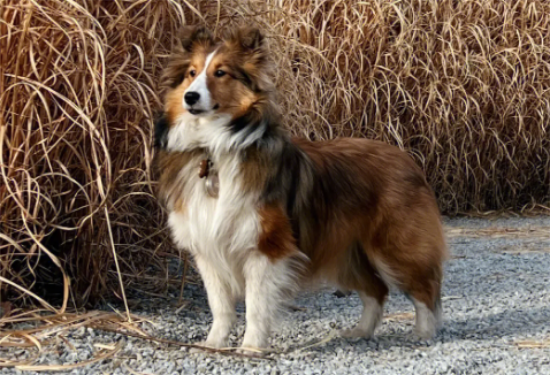 喜乐蒂牧羊犬怎么养？这些养护方法你不要错过。