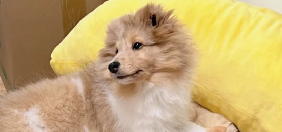 喜乐蒂幼犬怎么养？这些注意事项请收藏