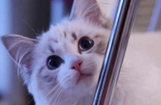 布偶猫眼角黑色？布偶猫眼角黑色原来是这么回事！