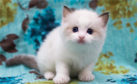 布偶猫不吃鱼怎么样？不吃鱼的布偶猫要这样处理