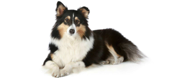 喜乐蒂牧羊犬怎么训练才听话