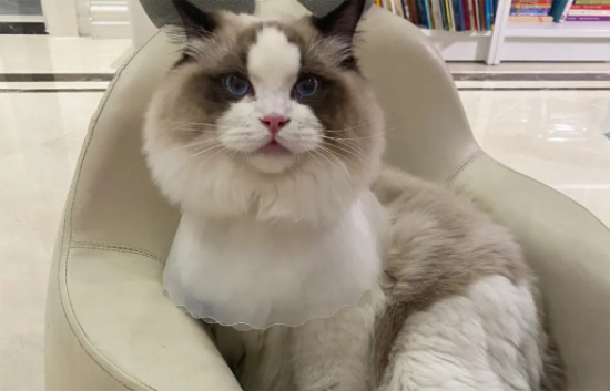 布偶猫眼角黑色？布偶猫眼角黑色原来是这么回事！
