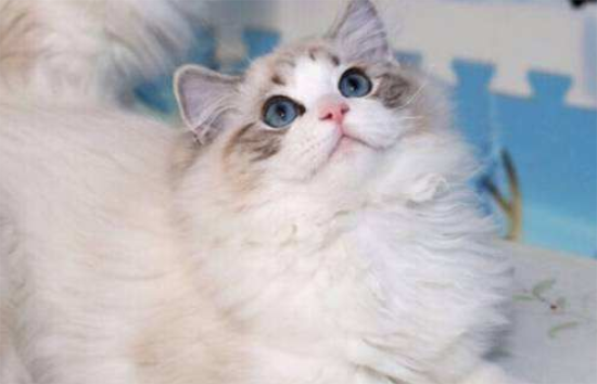 布偶猫多大定型？布偶猫成型了居然这么大！
