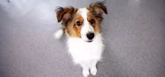 喜乐蒂牧羊犬如何训练