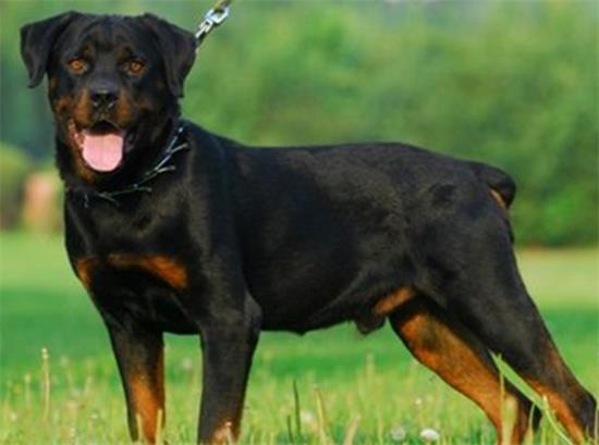 罗威纳犬的价格多少钱一条