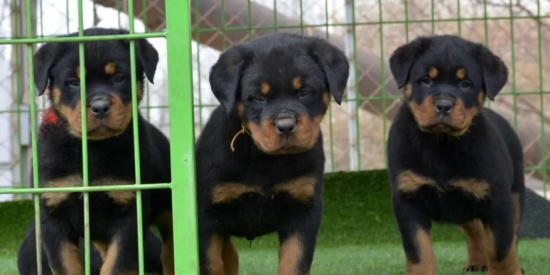 罗威纳幼犬怎么看纯度