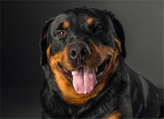罗威纳，国内禁养却仍受追捧的犬种魅力何在？