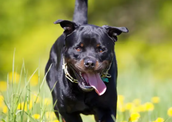 罗威纳犬，你了解多少？