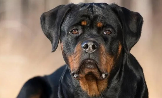 深度解读罗威纳犬优势，你真的会想要拥有一只！