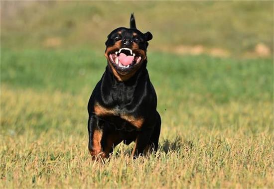 冷知识大放送，罗威纳犬的优缺点全解析！