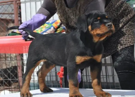 养好罗威纳犬，你需要了解这些！