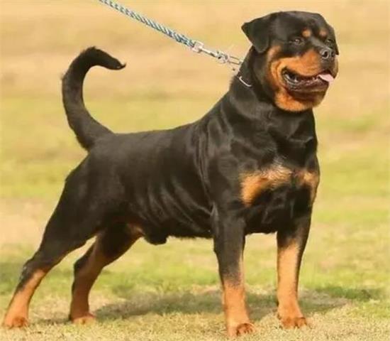 想养罗威纳犬，记住别养公的，怕你后悔！