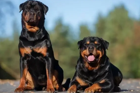 罗威纳犬的优点和缺点，让我告诉你！