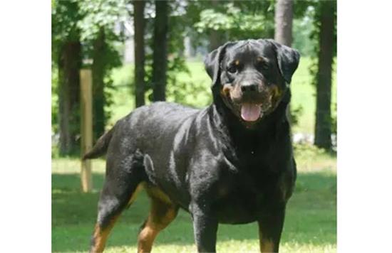 罗威纳犬价格大起底