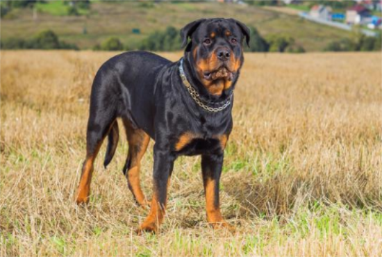 罗威纳犬的二十五个缺点